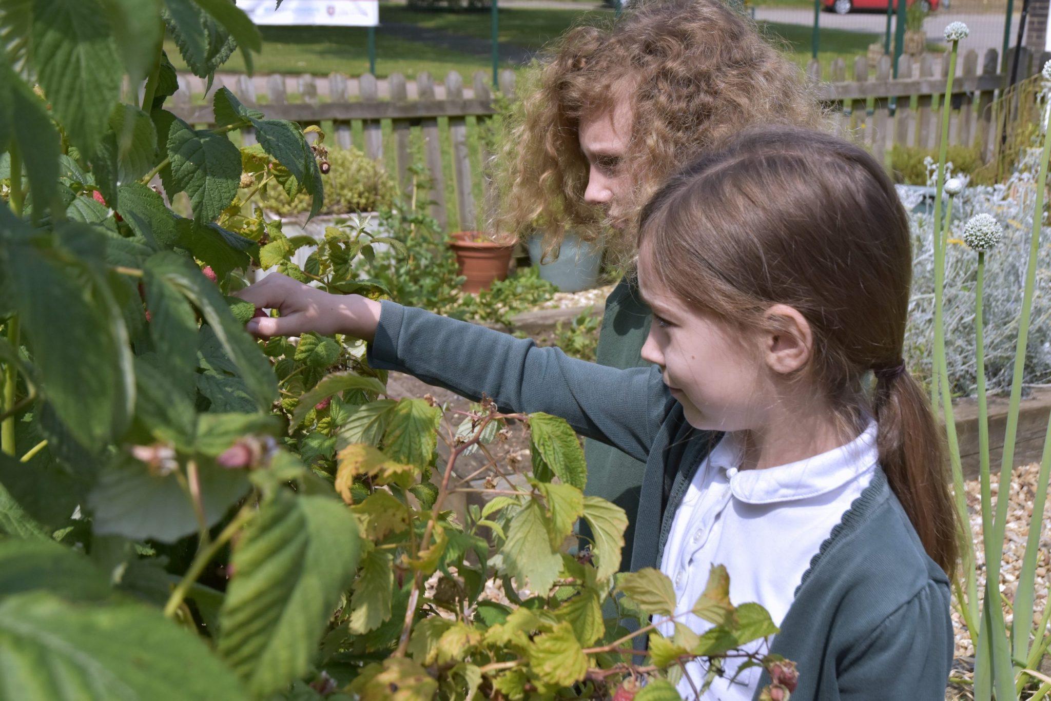 picking-raspberries-scaled